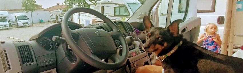 Essential Tips for driving with your pet dog in Spain