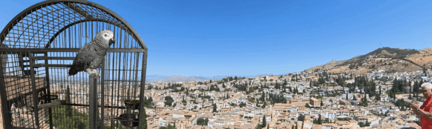 How to Move to Spain with a Parrot: Zoe & Iain’s Step-by-Step Journey with George